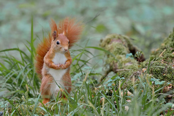 Eichhörnchen