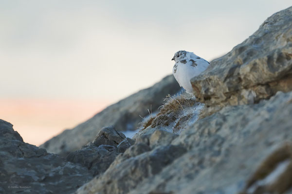 Alpenschneehuhn