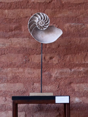 "Nautilus"