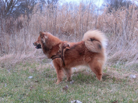 Eurasier Hündin RONJA