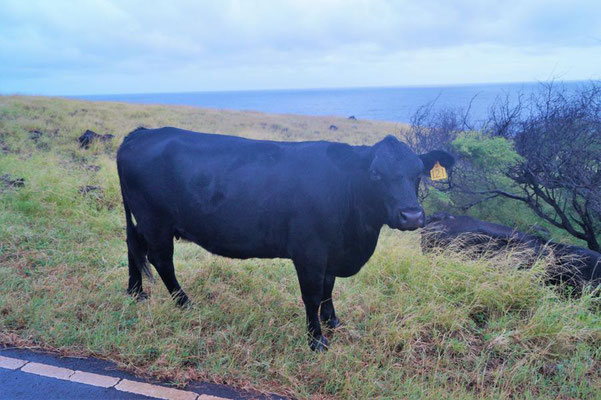 Irische Kerrygold Kuh, Maui