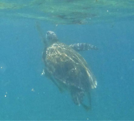 in Akumal