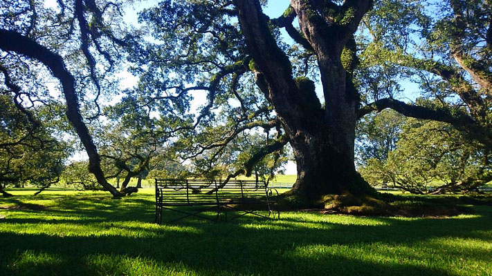 Oak Alley Plantation