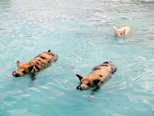 Pig Beach, Exuma Cays