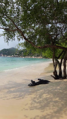 Sharkbay, Ko Tao