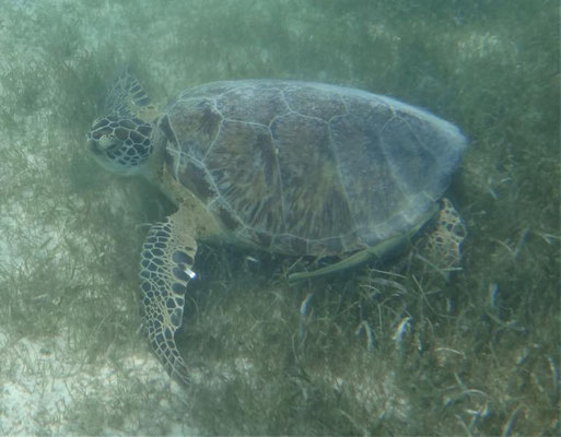 in Akumal 