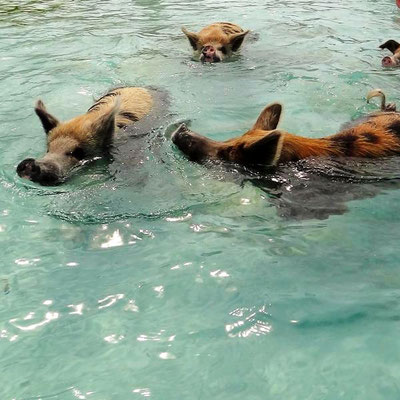 Pig Beach, Exuma Cays