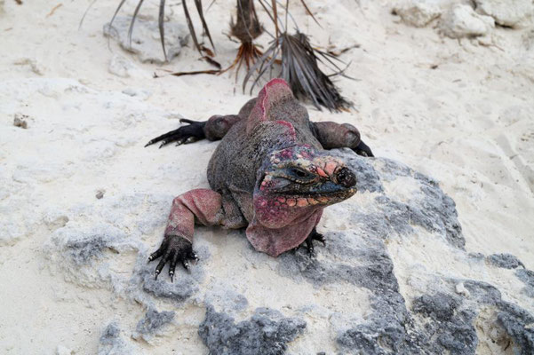 Iguana Island, Bahamas