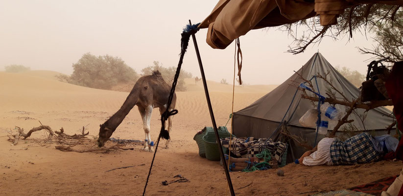6-tägige wüstenwanderung in der sahara, blick aus dem zelt im sandsturm