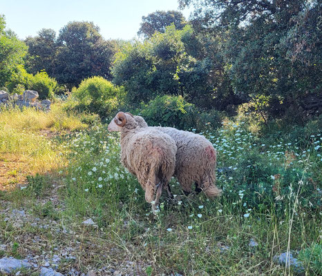 Pager Käse ist eine Schafskäse-Spezialität, die auf der Insel Pag in Kroatien hergestellt wird. Dieser Käse wird aus der Milch einer kleinwüchsigen Schafrasse hergestellt, die auf der Insel lebt. Wikipedia