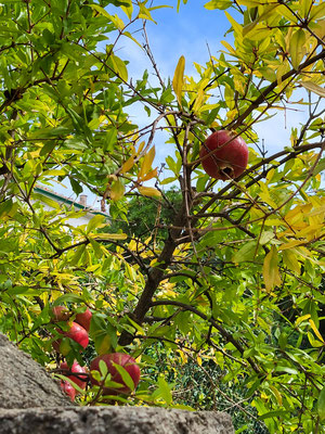 Granatapfel (Wir haben keinen mitgenommen)
