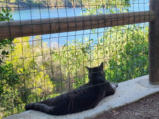Der Kater sieht von oben zu