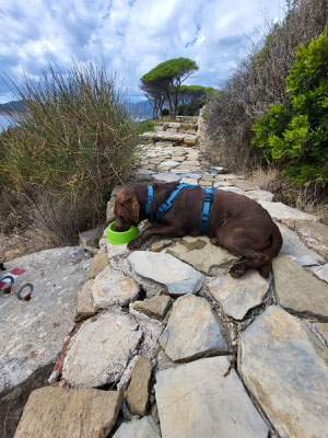 Der Hund hat den Abstieg perfekt gemacht und beim Warten auf uns eine schwimmende eingelegt