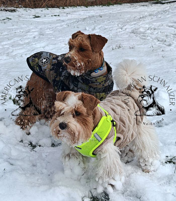 Zwergschnauzer American Mini Schnauzer red wheaten 