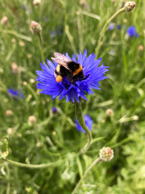 Hummel