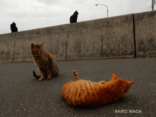 フェリー乗降場の前には猫たちがごろごろ、まったり。