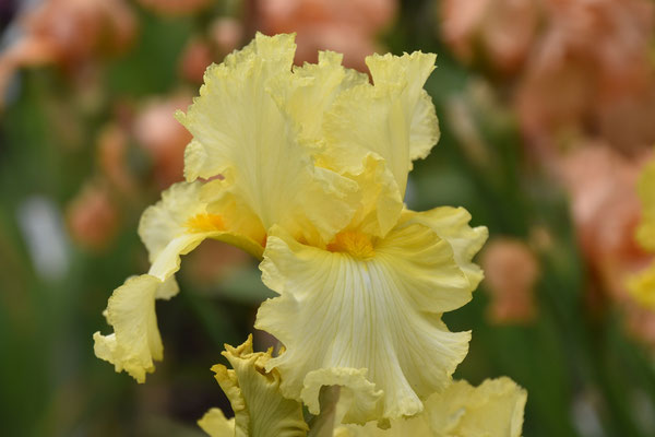 11.06.2021 Bartiris aus eigene Zucht - Tall bearded iris seedling