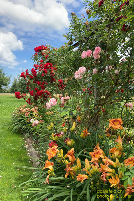 02.07.2024 - Rosen 'Amadeus', 'Giardina' + Taglilien/daylilies