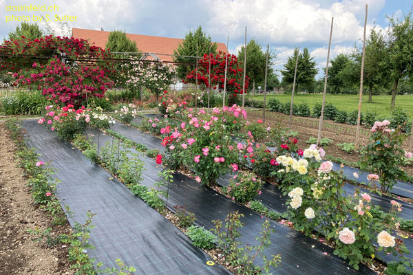 23.06.2023 - Rosensämlinge aus eigener Zucht im Versuchsbeet/ own-bred rose seedlings in trial bed