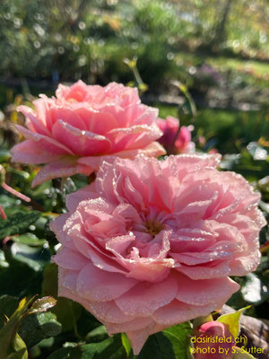 21.10.2024 - Rose 'Garden of Roses'