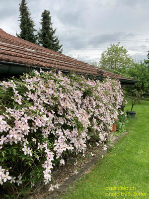 06.05.2025 Clematis
