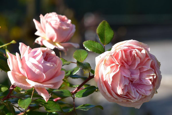 28.10.2021 Rose 'Garden of Roses'