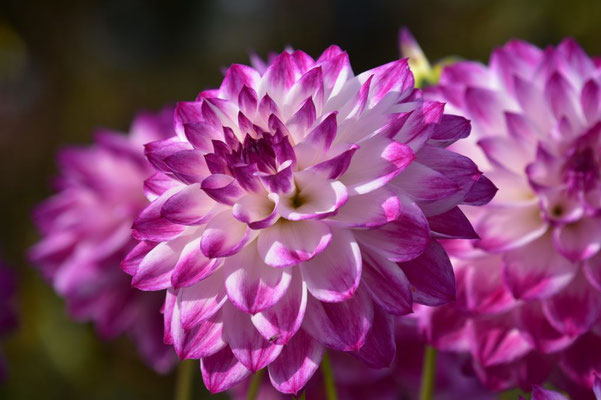 31.10.2022 -  Dahlia 'Ferncliff Duo'