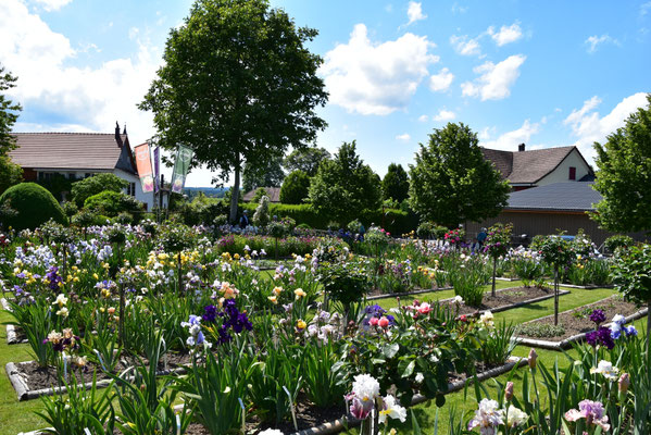 30.05.2022 - 'das IrisFeld' in Oetlishausen