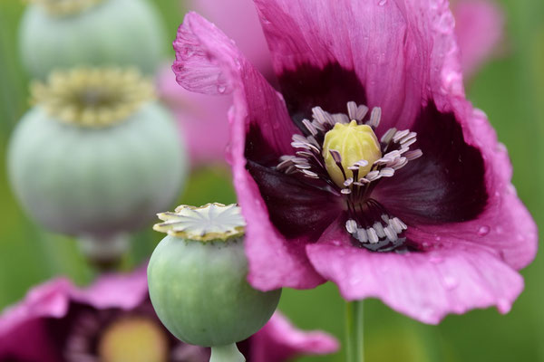 09.07.2021 Schlafmohn - Papaver somniferum - breadseed poppy