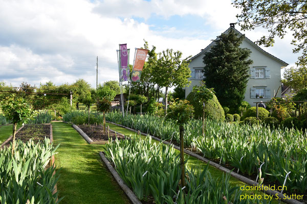 09.05.2025 Das IrisFeld