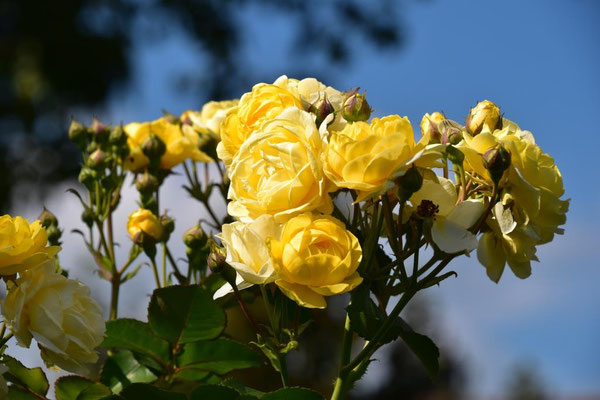 18.09.2021 Rose 'Golden Border'