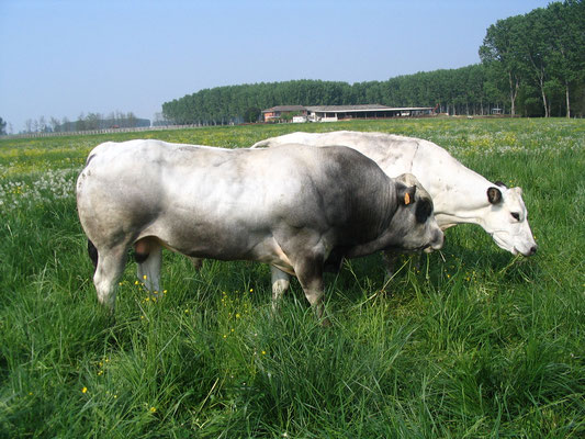 Toro di monta naturale