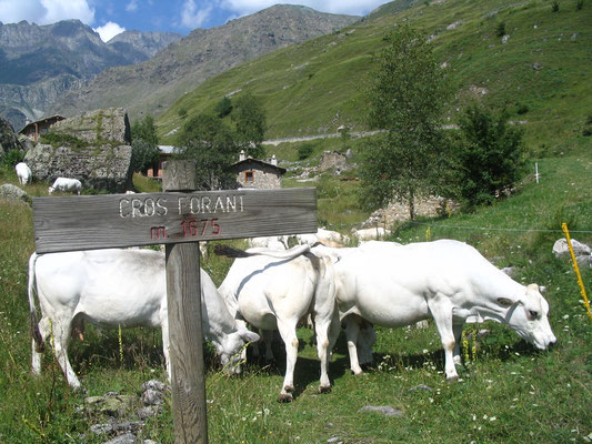 Pascolo a Cros Forant, 1675m slm