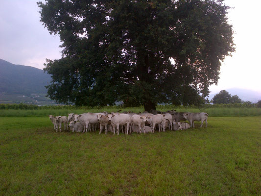 Vacche al pascolo in primavera
