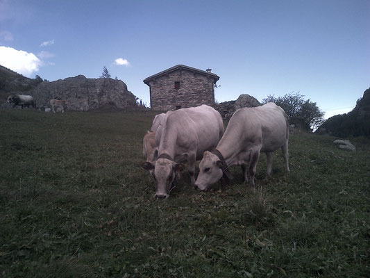 Pascolo al Pian della Regina, 1700 m slm