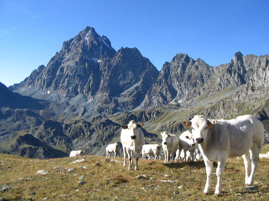 Pascolo in Alta Valle Po e Monviso