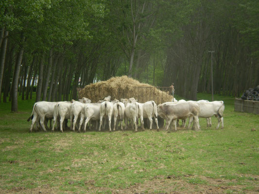 Fieno - Cascina Thorosana