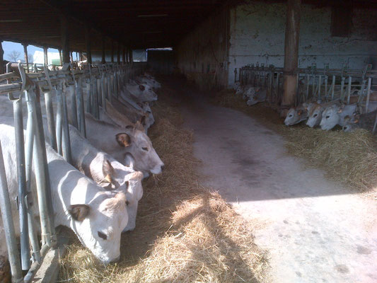 La stalla - Cascina Thorosana