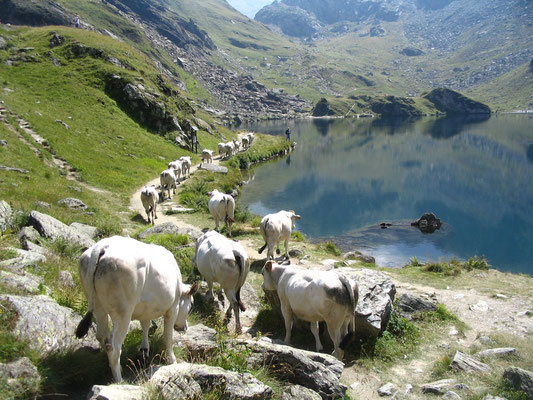 Lago Fiorenza 2150 m slm