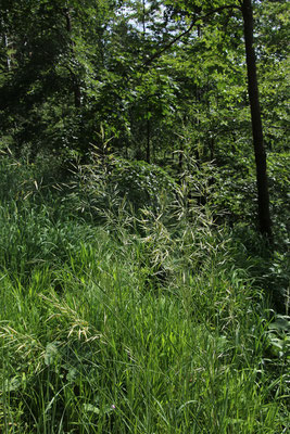 Wehrlose Trespe (Bromus inermis)