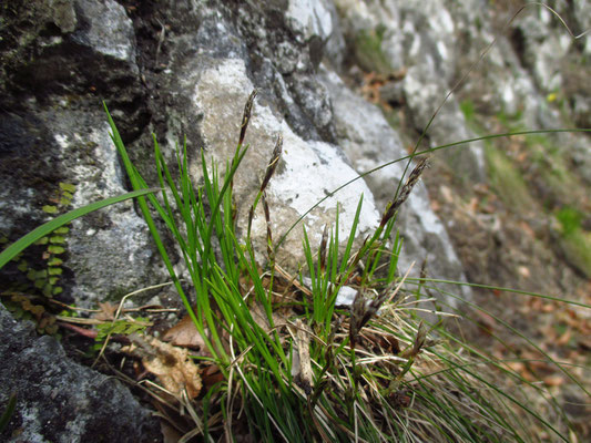 Erd-Segge (Carex humilis)