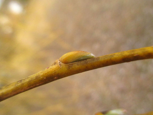 Bruch-Weide (Salix fragilis) | Knospe