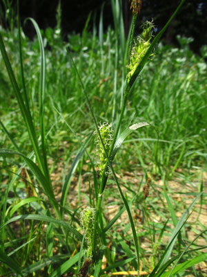 Rauhaar-Segge (Carex hirta)