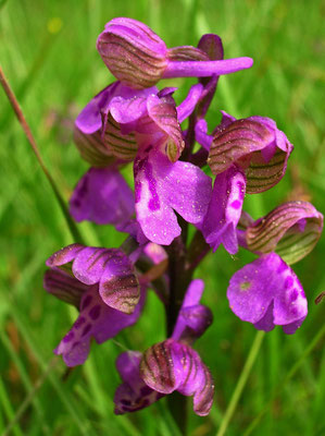 Klein-Hundswurz (Anacamptis morio)