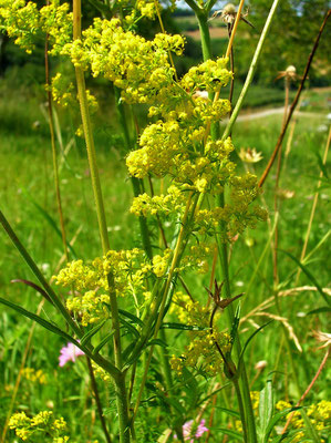 Echtes Labkraut (Galium verum)