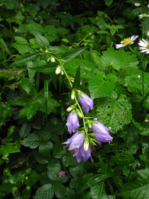 Nessel-Glockenblume (Campanula trachelium)