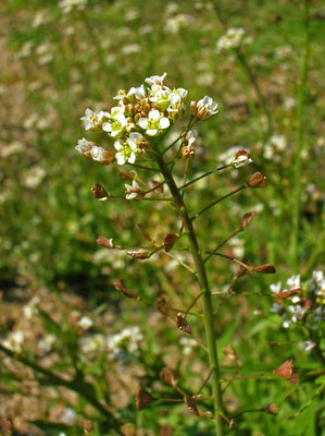 Gewöhnliches Hirtentäschel (Capsella bursa-pastoris)