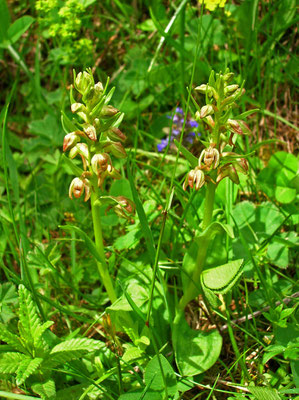 Hohlzunge (Coeloglossum viride)