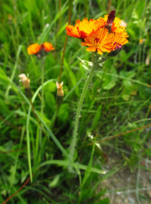 Orange-Habichtskraut (Hieracium aurantiacum)