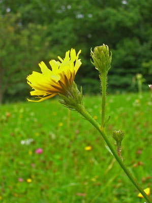 Habichtskraut-Bitterkraut (Picris hieracioides s.lat.)